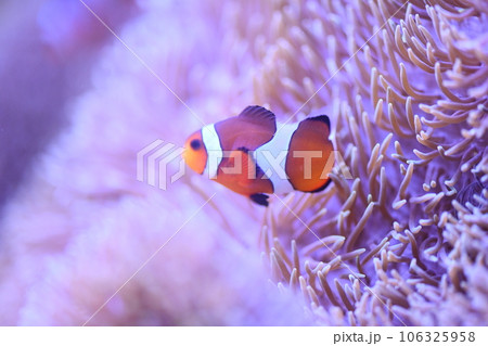 カクレクマノミとイソギンチャク カクレクマノミとイソギンチャク 106325958