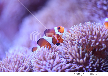 カクレクマノミとイソギンチャク 106325966
