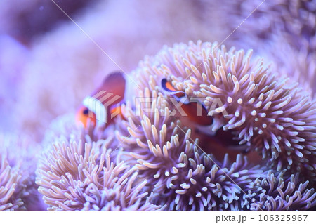 カクレクマノミとイソギンチャク 106325967