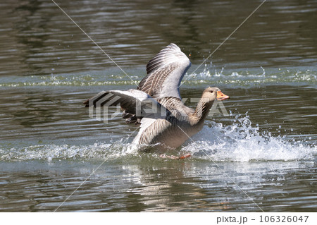 The greylag goose spreading its wings on water. Anser anser is a species of large goose The greylag goose spreading its wings on water. Anser anser is a species of large goose 106326047