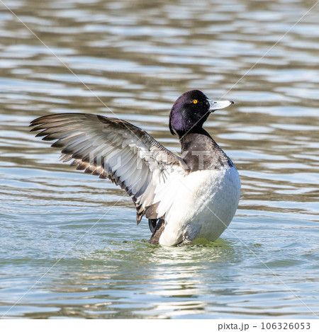 The tufted duck, Aythya fuligula, a diving duck spreading its wings on water on a Lake at Munich The tufted duck, Aythya fuligula, a diving duck spreading its wings on water on a Lake at Munich 106326053