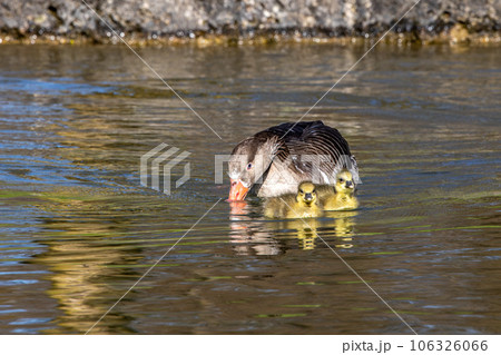Family of greylag geese, Anser anser with small babies. Family of greylag geese, Anser anser with small babies. 106326066