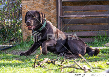 Labrador retriever, Canis lupus familiaris on a grass field. Healthy chocolate brown labrador retriever Labrador retriever, Canis lupus familiaris on a grass field. Healthy chocolate brown labrador retriever 106326069