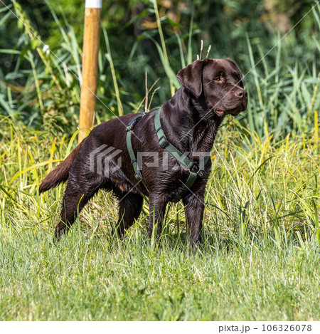 Labrador retriever, Canis lupus familiaris on a grass field. Healthy chocolate brown labrador retriever Labrador retriever, Canis lupus familiaris on a grass field. Healthy chocolate brown labrador retriever 106326078