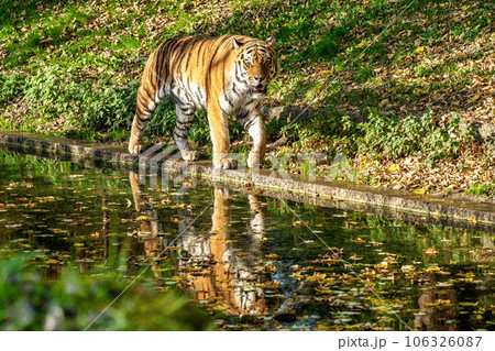 The Siberian tiger,Panthera tigris altaica in the zoo The Siberian tiger,Panthera tigris altaica in the zoo 106326087