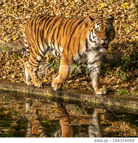 The Siberian tiger,Panthera tigris altaica in the zoo The Siberian tiger,Panthera tigris altaica in the zoo 106326088