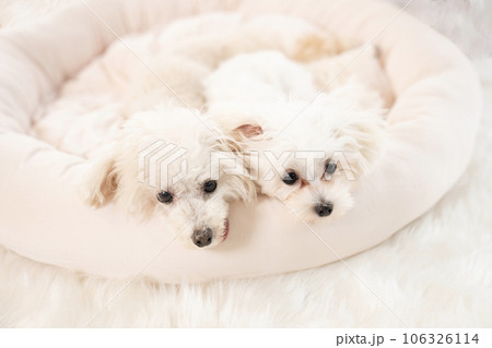 ベッドに入ったトイプードルとマルプーの仔犬 106326114