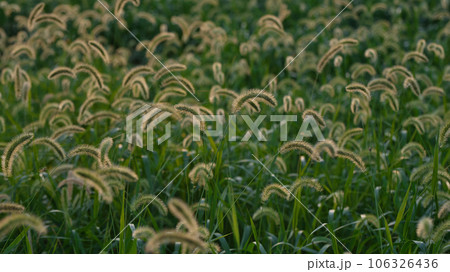 夕暮れ時のねこじゃらし 夕暮れ時のねこじゃらし 106326436