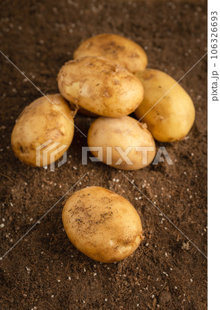 Potatoes in the field being illuminated by sunlight. Potatoes in the field being illuminated by sunlight. 106326693