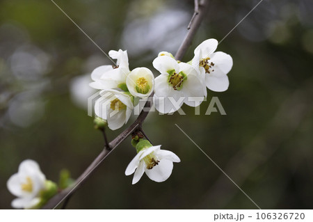 Close up White flowers of Japanese Quince. Floral spring background, selective focus Close up White flowers of Japanese Quince. Floral spring background, selective focus 106326720