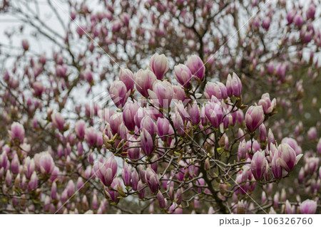 Sulange magnolia Black tulip close-up on a tree branch 106326760