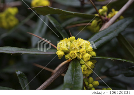 Japanese barberry. Yellow flowers. Berberis thunbergii. Flowering of Thunberg's barberry. Japanese or red barberry yellow flowers in spring. Japanese barberry. Yellow flowers. Berberis thunbergii. Flowering of Thunberg's barberry. Japanese or red barberry yellow flowers in spring. 106326835