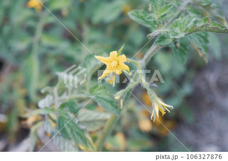 Tomato plant in the garden, closeup of a yellow flower Tomato plant in the garden, closeup of a yellow flower 106327876