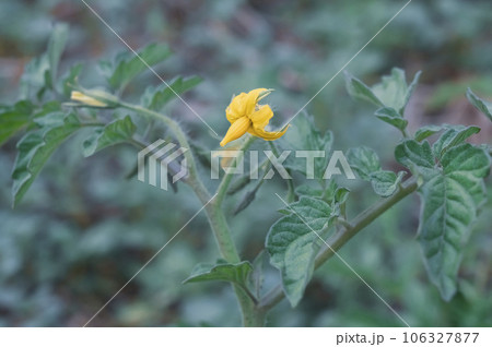 Tomato plant with yellow flowers and green leaves in the garden Tomato plant with yellow flowers and green leaves in the garden 106327877