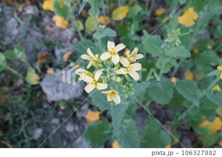 Yellow flowers of rape in the garden. Selective focus. nature. Yellow flowers of rape in the garden. Selective focus. nature. 106327882