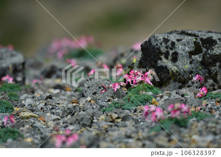 高山帯で咲き誇るコマクサの花 106328397
