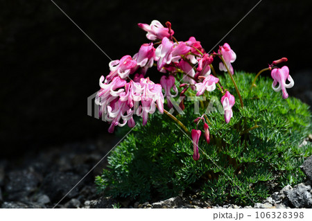 高山帯で咲き誇るコマクサの花 106328398