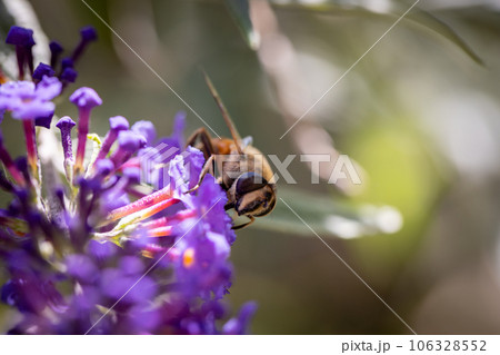 Nature's Pollinator: Macro Bee on Buddleja Davidii Flowers 106328552