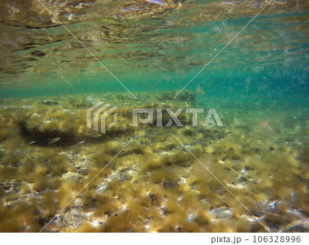Underwater landscape in the sea. Caspian Sea. Underwater landscape in the sea. Caspian Sea. 106328996