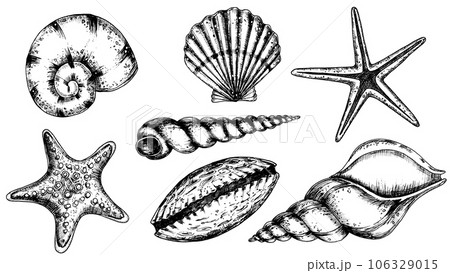 Vector Seashells set. Hand drawn illustration of sea Shells on isolated background. Drawing of Scallop and Starfish on outline style. Sketch of Cockleshell painted by black ink. Underwater line art. 106329015