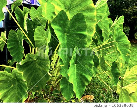 taro plant taro plant 106329039