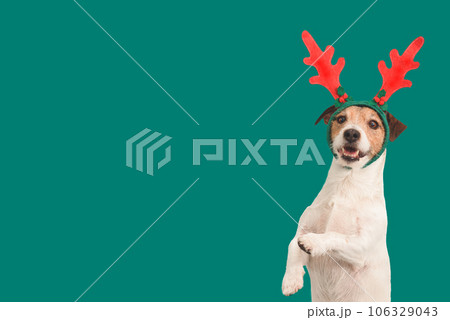 Christmas background with funny dog in reindeer antlers headband holding paws up 106329043