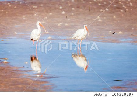 American white ibis American white ibis 106329297