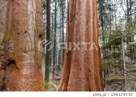 Close Up of Redwood Bark 106329530