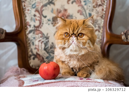 Funny cat and red tomato. Red Persian exotic cat Funny cat and red tomato. Red Persian exotic cat 106329712
