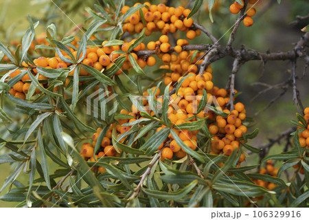 Ripe sea buckthorn berries on the branches. Orange berries. 106329916