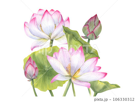 Composition with pink Lotus flower, Bud and Leaves Delicate blooming Water Lily. Watercolor illustration isolated on white background. Hand drawn set for cosmetics packaging, spa center Composition with pink Lotus flower, Bud and Leaves Delicate blooming Water Lily. Watercolor illustration isolated on white background. Hand drawn set for cosmetics packaging, spa center 106330312
