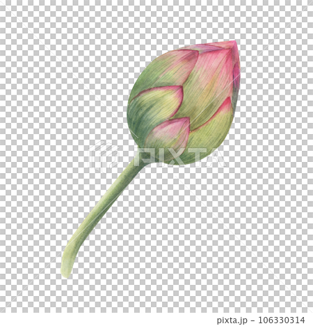 Lotus bud. Single pink water lily. Watercolor illustration isolated on white background. Hand drawn composition for poster, wedding design, yoga center, logo, label 106330314