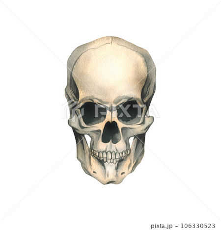 Human skull full face realistic evil, terrible, spooky. Hand drawn watercolor illustration for day of the dead, halloween, Dia de los muertos. Isolated object on a white background. Human skull full face realistic evil, terrible, spooky. Hand drawn watercolor illustration for day of the dead, halloween, Dia de los muertos. Isolated object on a white background. 106330523