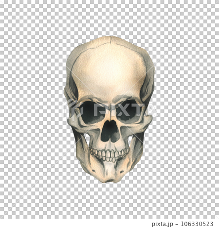 Human skull full face realistic evil, terrible, spooky. Hand drawn watercolor illustration for day of the dead, halloween, Dia de los muertos. Isolated object on a white background. Human skull full face realistic evil, terrible, spooky. Hand drawn watercolor illustration for day of the dead, halloween, Dia de los muertos. Isolated object on a white background. 106330523