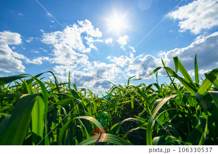 young green wheat sprouts agricultural field, bright spring landscape on a sunny day, blue sky as background young green wheat sprouts agricultural field, bright spring landscape on a sunny day, blue sky as background 106330537