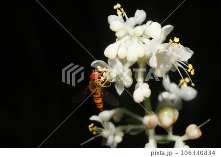 ヤブミョウガの花に止まるヒラタアブの一種 ヤブミョウガの花に止まるヒラタアブの一種 106330834
