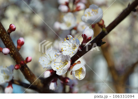 Opening and blooming white flowers on the branches of a cherry tree in spring 106331094