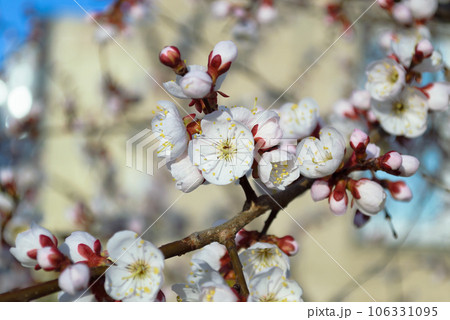 Opening and blooming white flowers on the branches of a cherry tree in spring 106331095