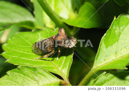 ミミズク(昆虫) ミミズク(昆虫) 106331096