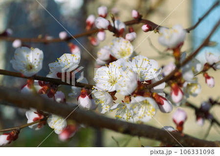 Opening and blooming white flowers on the branches of a cherry tree in spring Opening and blooming white flowers on the branches of a cherry tree in spring 106331098