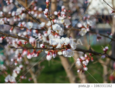 Opening and blooming white flowers on the branches of a cherry tree in spring 106331102