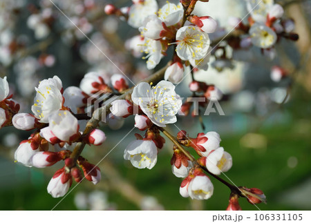 Opening and blooming white flowers on the branches of a cherry tree in spring Opening and blooming white flowers on the branches of a cherry tree in spring 106331105