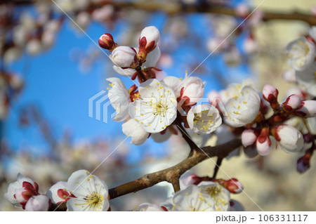 A blooming white cherry blossom with yellow stamens 106331117