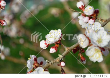 A blooming white cherry blossom with yellow stamens 106331125