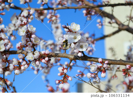 A bumblebee pollinates a white cherry flower A bumblebee pollinates a white cherry flower 106331134
