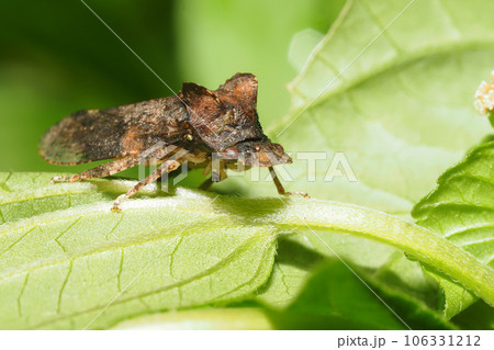 ミミズク(昆虫) ミミズク(昆虫) 106331212