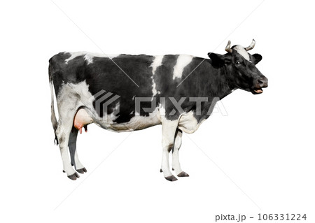 Cow full length isolated on white background. Spotted black and white cow standing in front of white background. Farm animals concept. 106331224