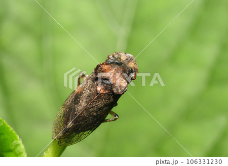 ミミズク（昆虫） 106331230