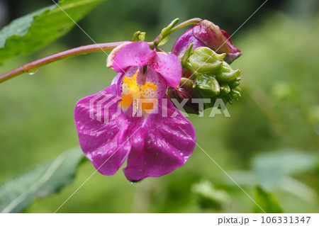 ツリフネソウの花 ツリフネソウの花 106331347