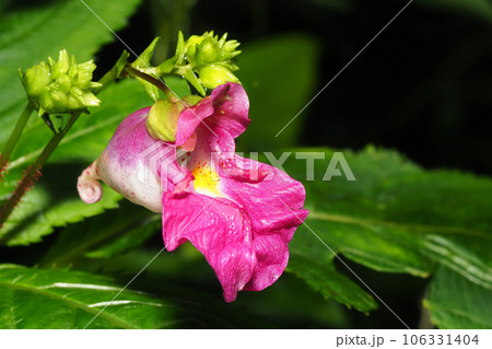 ツリフネソウの花 106331404